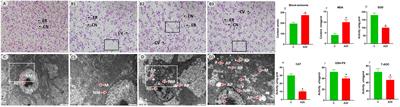Analysis revealed the molecular mechanism of oxidative stress-autophagy-induced liver injury caused by high alkalinity: integrated whole hepatic transcriptome and metabolome